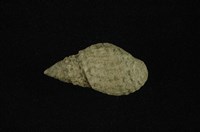 藏品(瘤蜷)的圖片